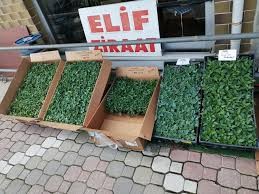 MUSTAFA RÜŞTÜ ŞAHİN ELİF ZİRAAT